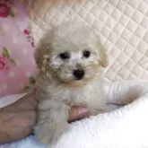 タイニープードル【大阪府・女の子・2025年10月10日・クリーム】の写真5