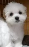 マルチーズ【大阪府・男の子・2024年12月20日・ホワイト】の写真6