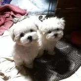 マルチーズ【大阪府・男の子・2024年12月20日・ホワイト】の写真7
