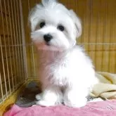 マルチーズ【大阪府・男の子・2024年12月20日・ホワイト】の写真8