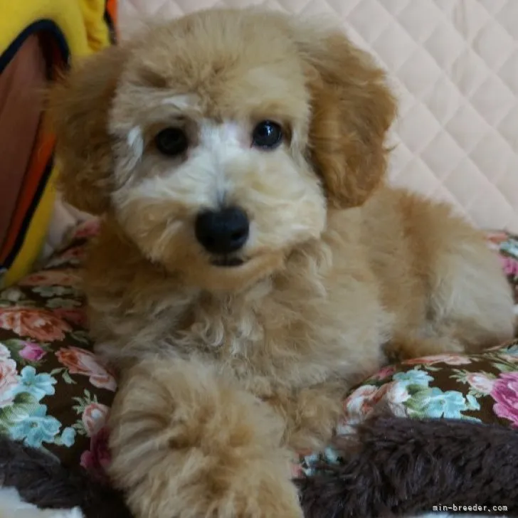 ID：2305-02311の子犬