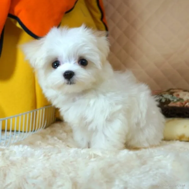 ID:2308-03278の子犬