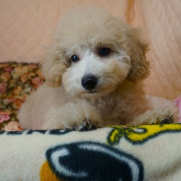 トイプードル(タイニー)【大阪府・女の子・2024年1月14日・クリーム】の写真「お正月最後の子達。」