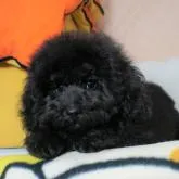 タイニープードル【大阪府・女の子・2022年5月26日・ブラック】の写真1