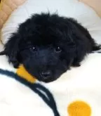 トイプードル(トイ)【大阪府・男の子・2024年1月1日・ブラック】の写真2