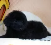 トイプードル(トイ)【大阪府・男の子・2024年1月1日・ブラック】の写真3