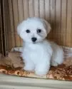 マルチーズ【大阪府・男の子・2024年7月18日・ホワイト】の写真3