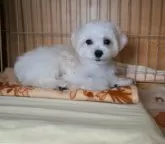 マルチーズ【大阪府・男の子・2024年7月18日・ホワイト】の写真4「奥の子です。」