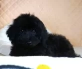 トイプードル(トイ)【大阪府・男の子・2024年1月1日・ブラック】の写真4