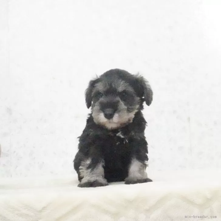 ID:2411-03185の子犬