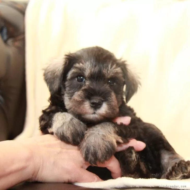 ID：2401-02399の子犬