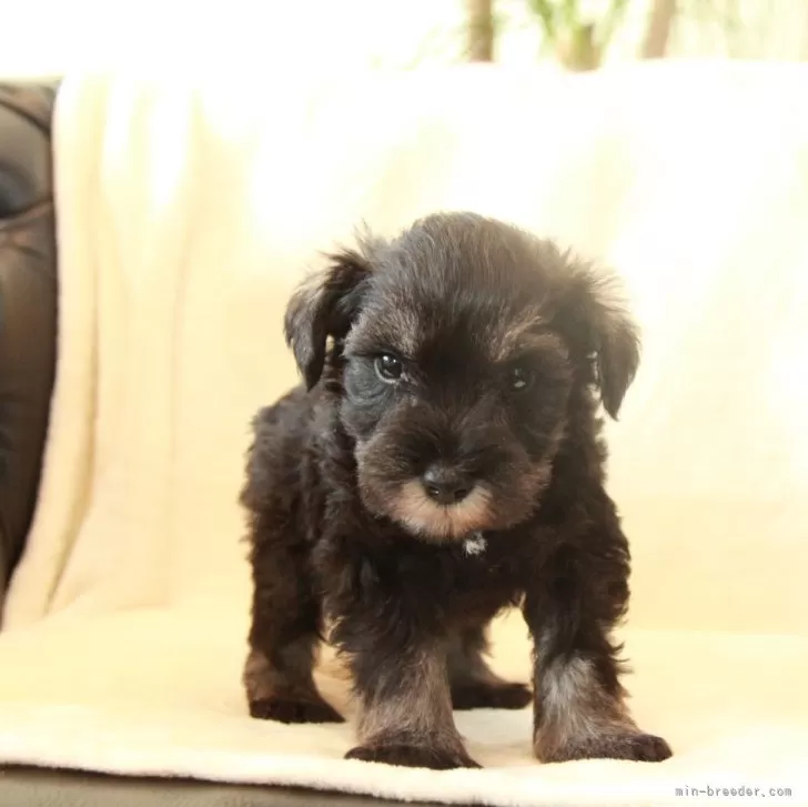 ID：2401-02396の子犬