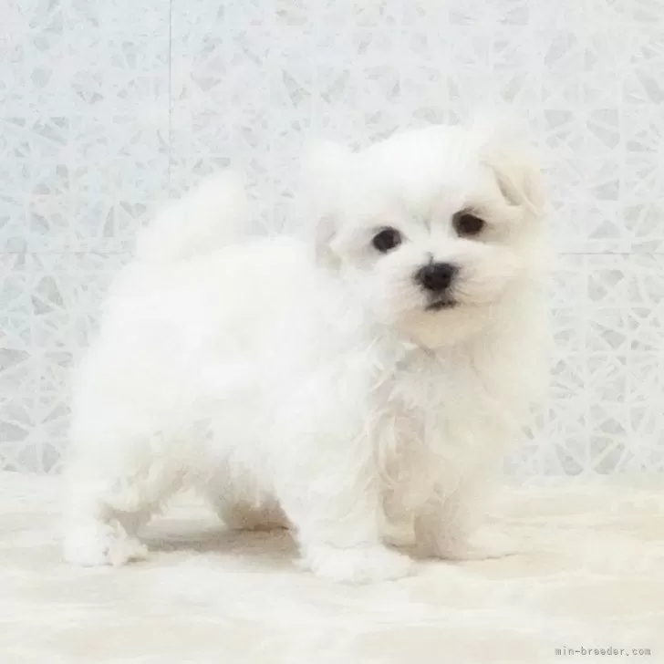 ID：2411-00242の子犬