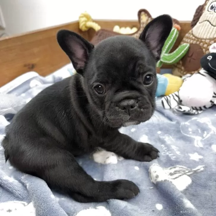 ID:2506-07980の子犬