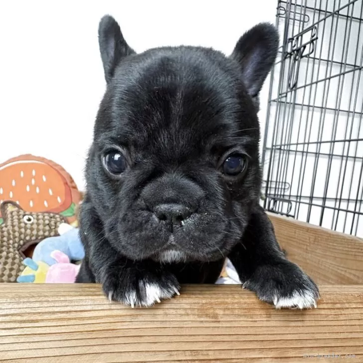 フレンチブルドッグ【群馬県・男の子・2025年10月17日・ブリンドル】の写真1