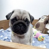 パグ