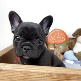 フレンチブルドッグ