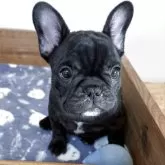 フレンチブルドッグ