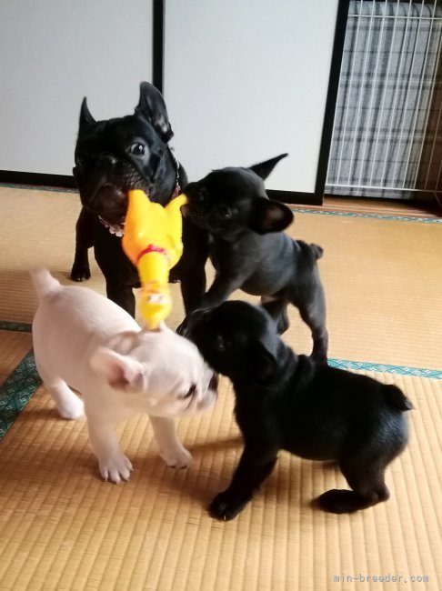 先輩犬と子犬達のたわむれ｜仁井　玲子(にい　れいこ)ブリーダー(群馬県・フレンチブルドッグ・JKC登録)の紹介写真2
