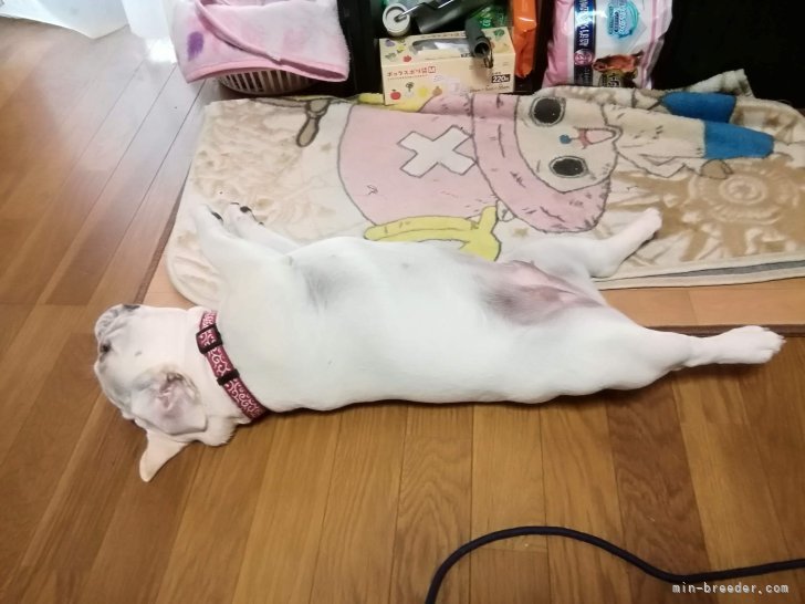 日向ぼっこ｜仁井　玲子(にい　れいこ)ブリーダー(群馬県・フレンチブルドッグ・JKC登録)の紹介写真8