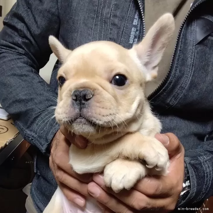 ID:2503-04589の子犬