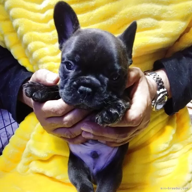 A.S 様のお迎えした子犬