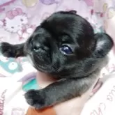 フレンチブルドッグ