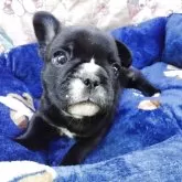 フレンチブルドッグ