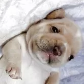 フレンチブルドッグ