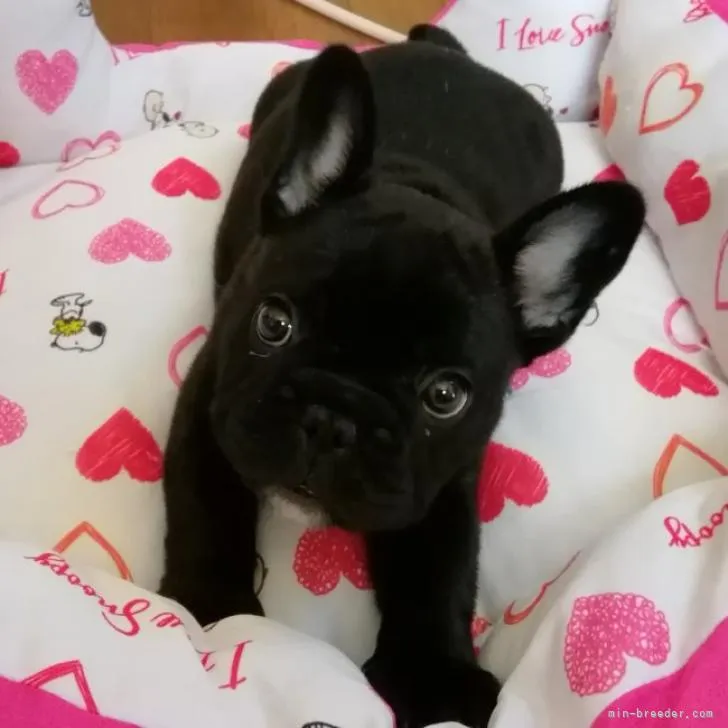 ID：2209-02911の子犬