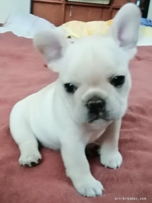 ID:2112-03323の子犬