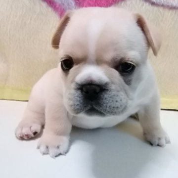 フレンチブルドッグ【群馬県・女の子・2021年11月20日・クリーム】の写真「二重でたれ目の可愛らしいクリームの女の子」