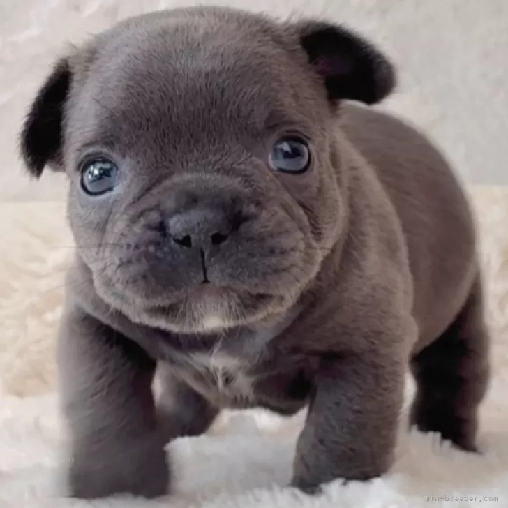 ID：2512-03454の子犬