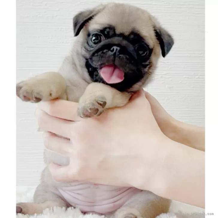 ID：2501-02235の子犬