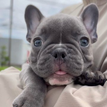 フレンチブルドッグ【佐賀県・女の子・2025年7月22日・ブルー】の写真「天真爛漫な愛されガール🩷」