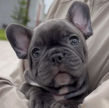 フレンチブルドッグ【佐賀県・男の子・2025年7月22日・ブルー】の写真「ムニムニ顔が愛らしい男の子🥰」