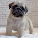 パグ