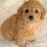 トイプードル(トイ)【佐賀県・男の子・2024年11月16日・アプリコット】の写真1