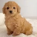 トイプードル(トイ)【佐賀県・男の子・2024年11月16日・アプリコット】の写真4