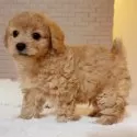 トイプードル(トイ)【佐賀県・男の子・2024年11月16日・アプリコット】の写真5