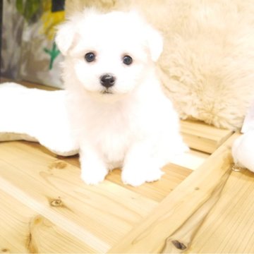 ビションフリーゼ【千葉県・女の子・2025年10月17日・ホワイト】の写真「とろける甘えん坊ガール」