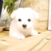 ビションフリーゼ