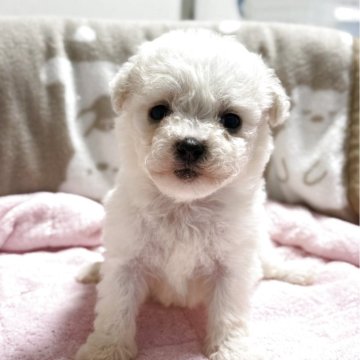 ビションフリーゼ【千葉県・女の子・2025年10月30日・ホワイト】の写真「父JKCCHの女の子」