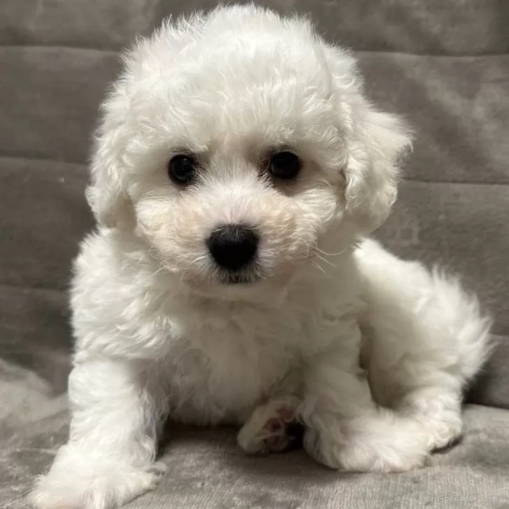 ID：2411-06375の子犬