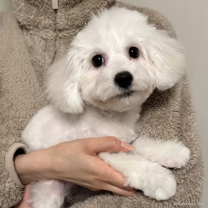 ID:2409-02911の子犬