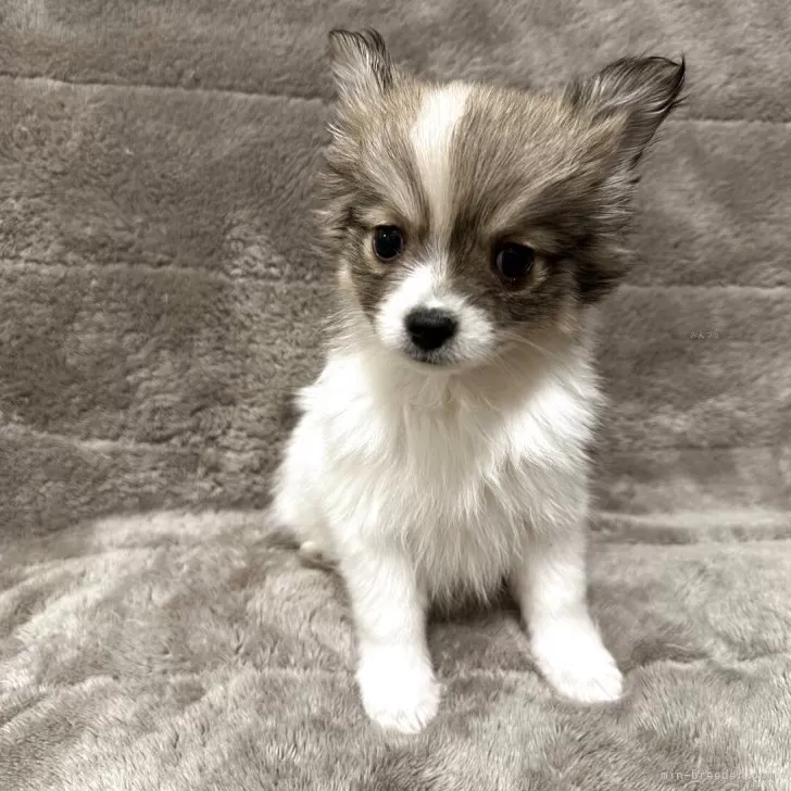 ID：2502-06627の子犬