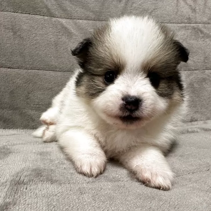 ID:2505-06829の子犬