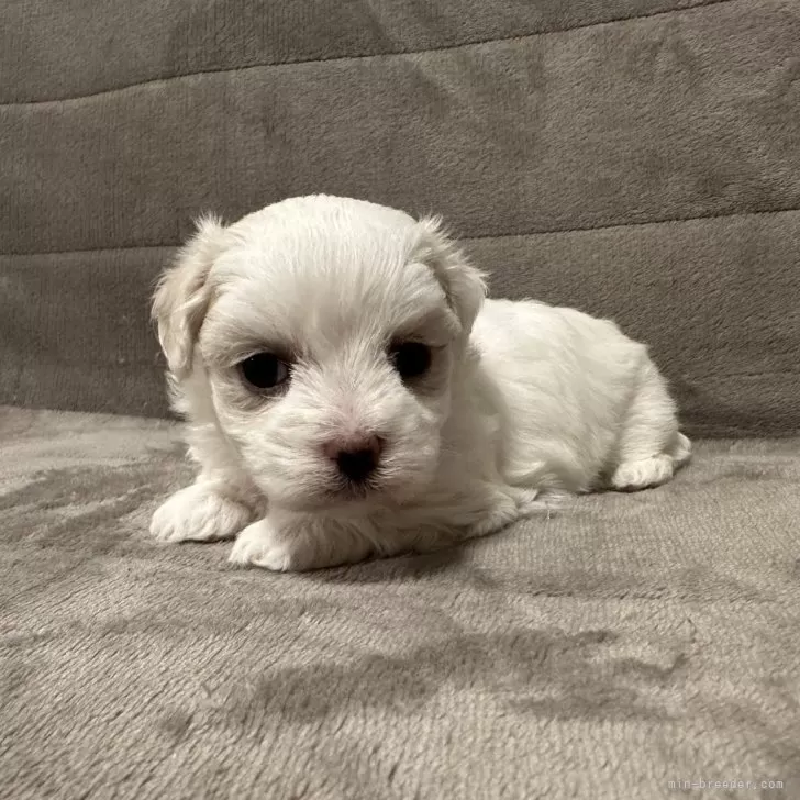 ID：2505-06827の子犬