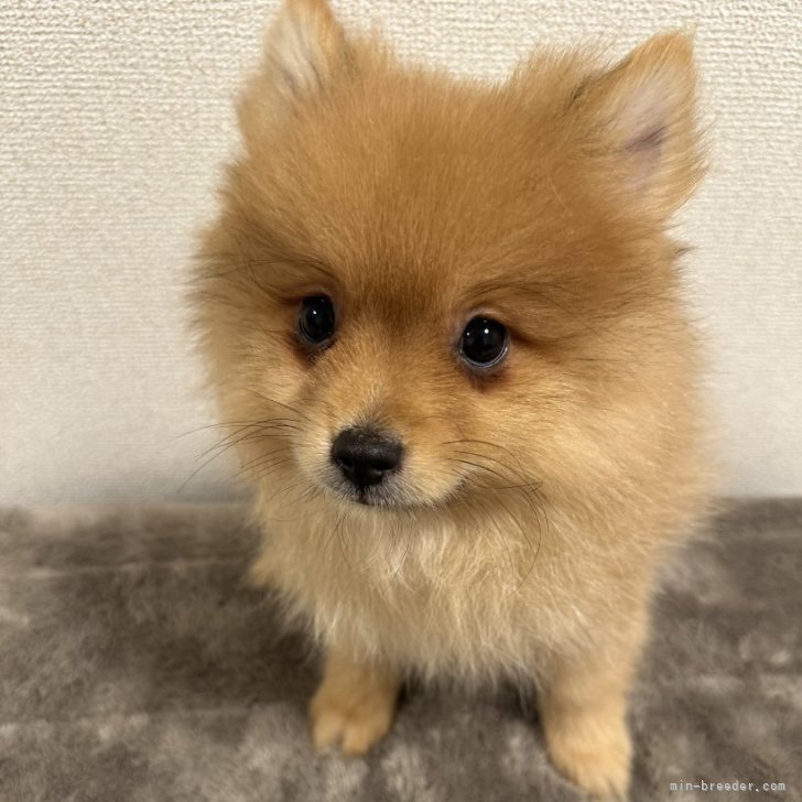 ブリーダー画像