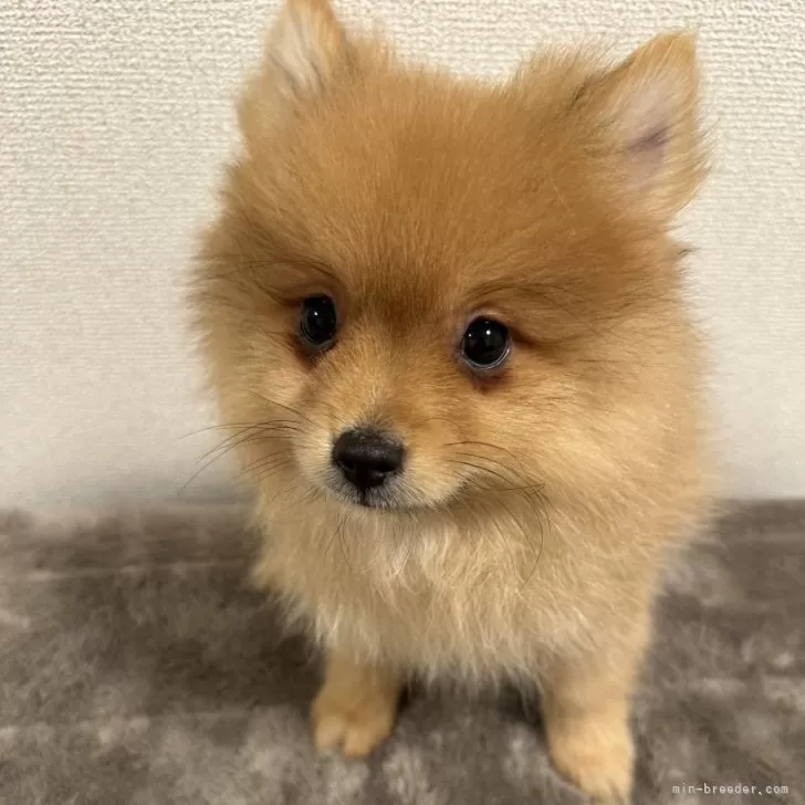 ポメラニアン【滋賀県・男の子・2025年8月28日・オレンジセーブル】の写真1
